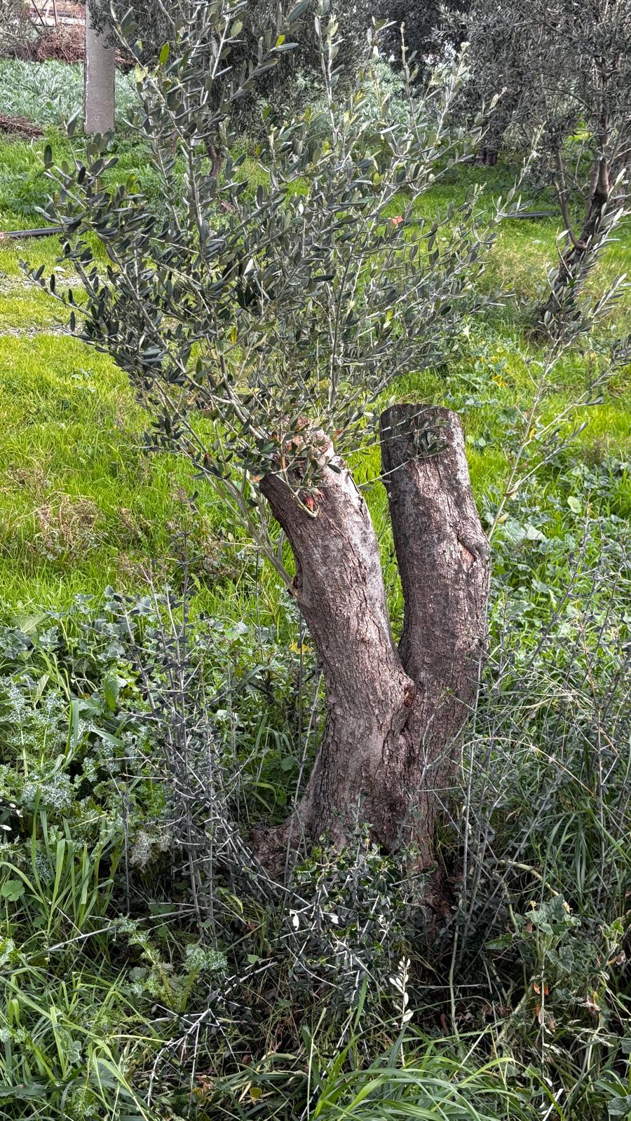 ZEYTİNLİĞİNİZ İÇİN SAHA VE YATIRIM DANIŞMANLIĞI